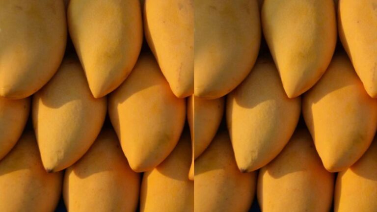 Can Diabetic Patients Eat Mangoes