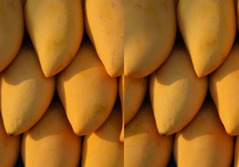 Can Diabetic Patients Eat Mangoes